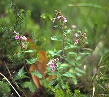 Dumbet, Teucrium chamaedrys