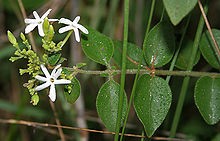 Iasomie, Jasminum auriculatum