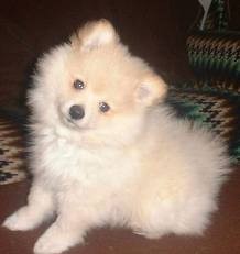 german spitz