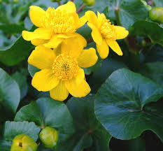 Zlat, Caltha palustris