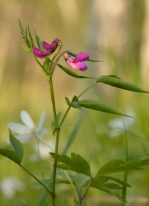 Puupezea, orăstică, Lathyrus vernus, Orobus vernus, 