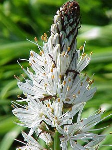 White asphodel (Asphodelus albus) 