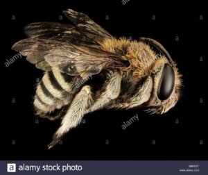 Apida China Bee