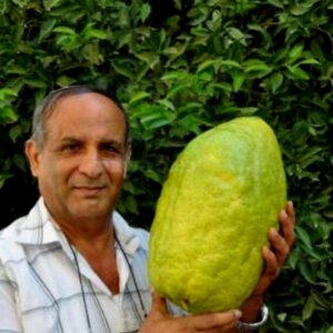 Chitru, alimea, cedrat, Giant Corsican Citron Seeds - 4 kg fruit (Citrus medica Cedrat)